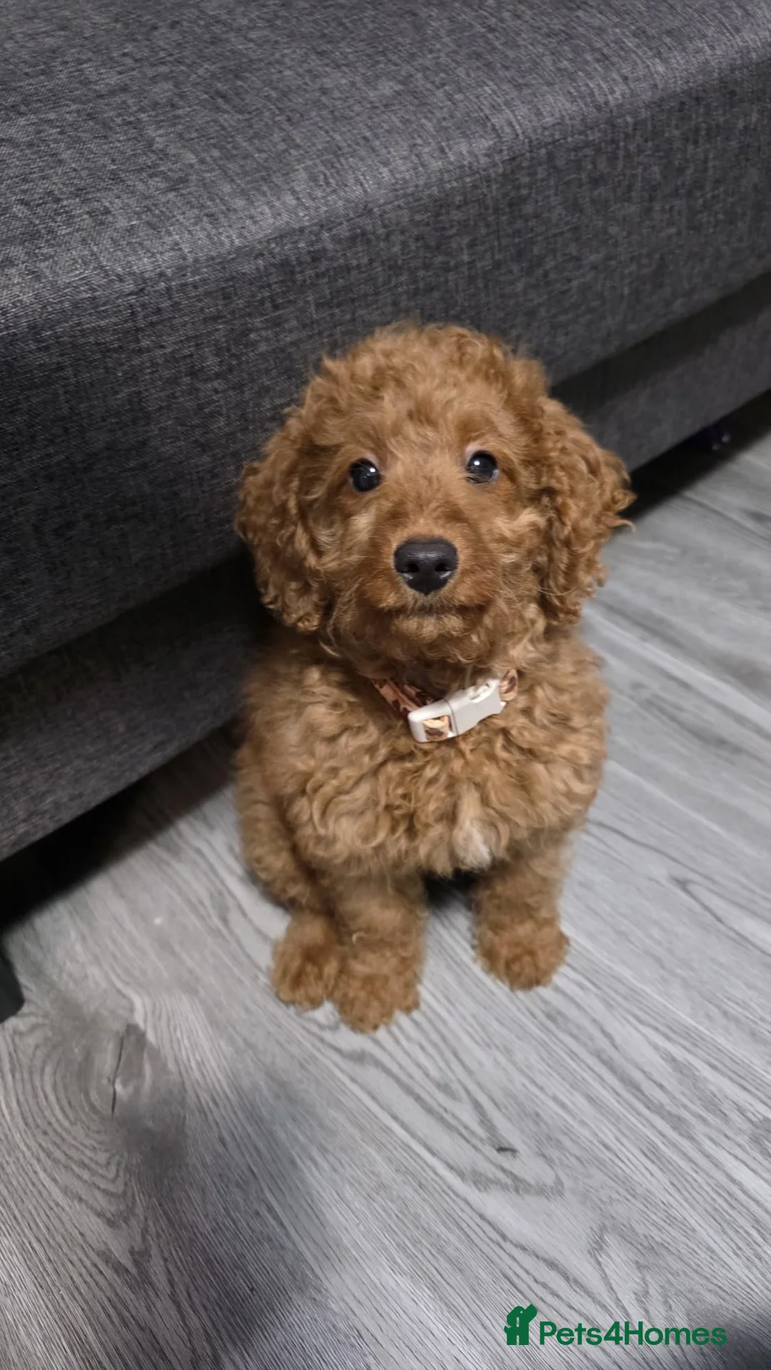 Cockapoo dogs for sale: red female cockapoo - Advert 1