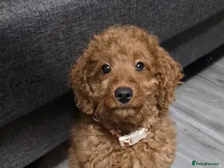 Cockapoo dogs red female cockapoo - Advert 2