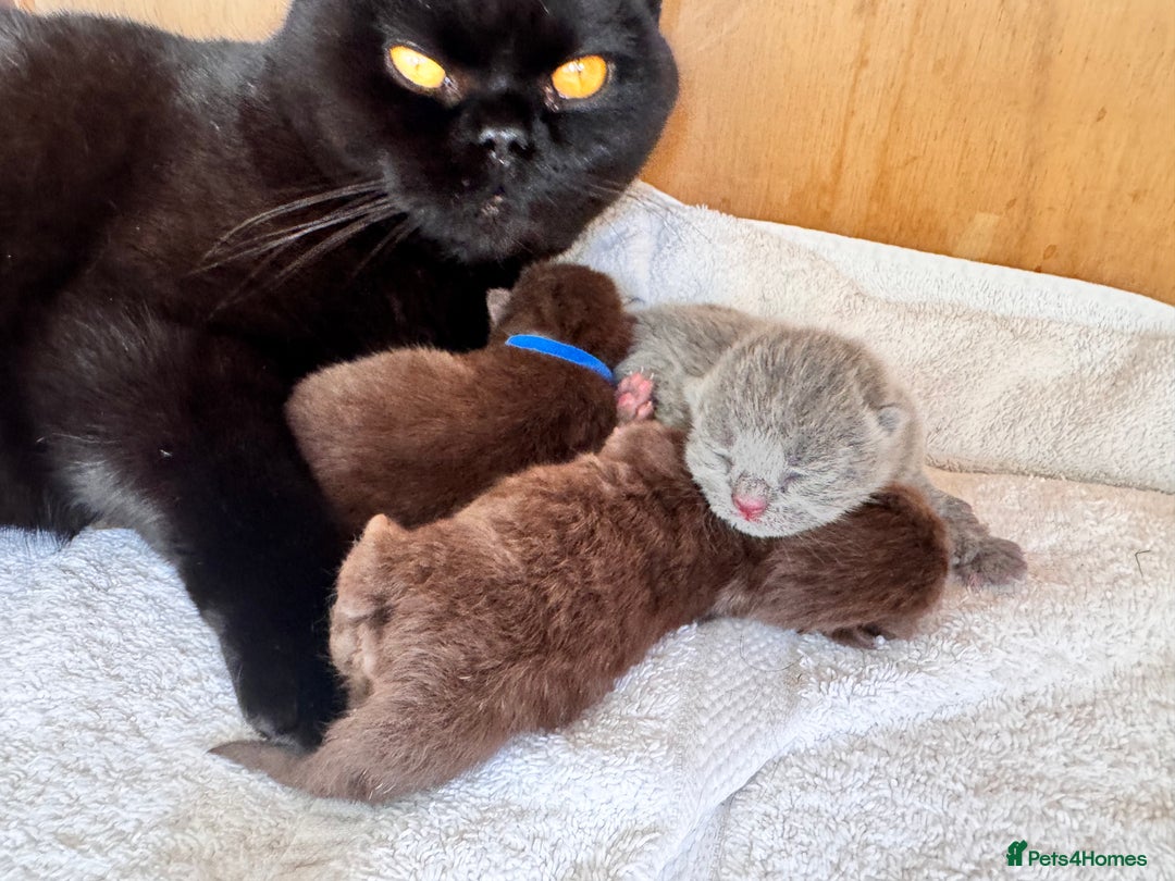 British Shorthair cats for sale: IGRCH Sired GCCF reg British Shorthair Kittens  - Image 8