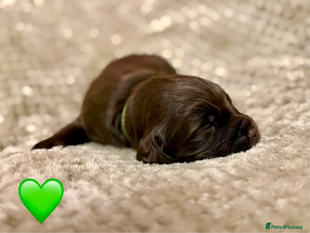 Cocker Spaniel dogs for sale: Stunning cocker spaniel pups - Advert 14