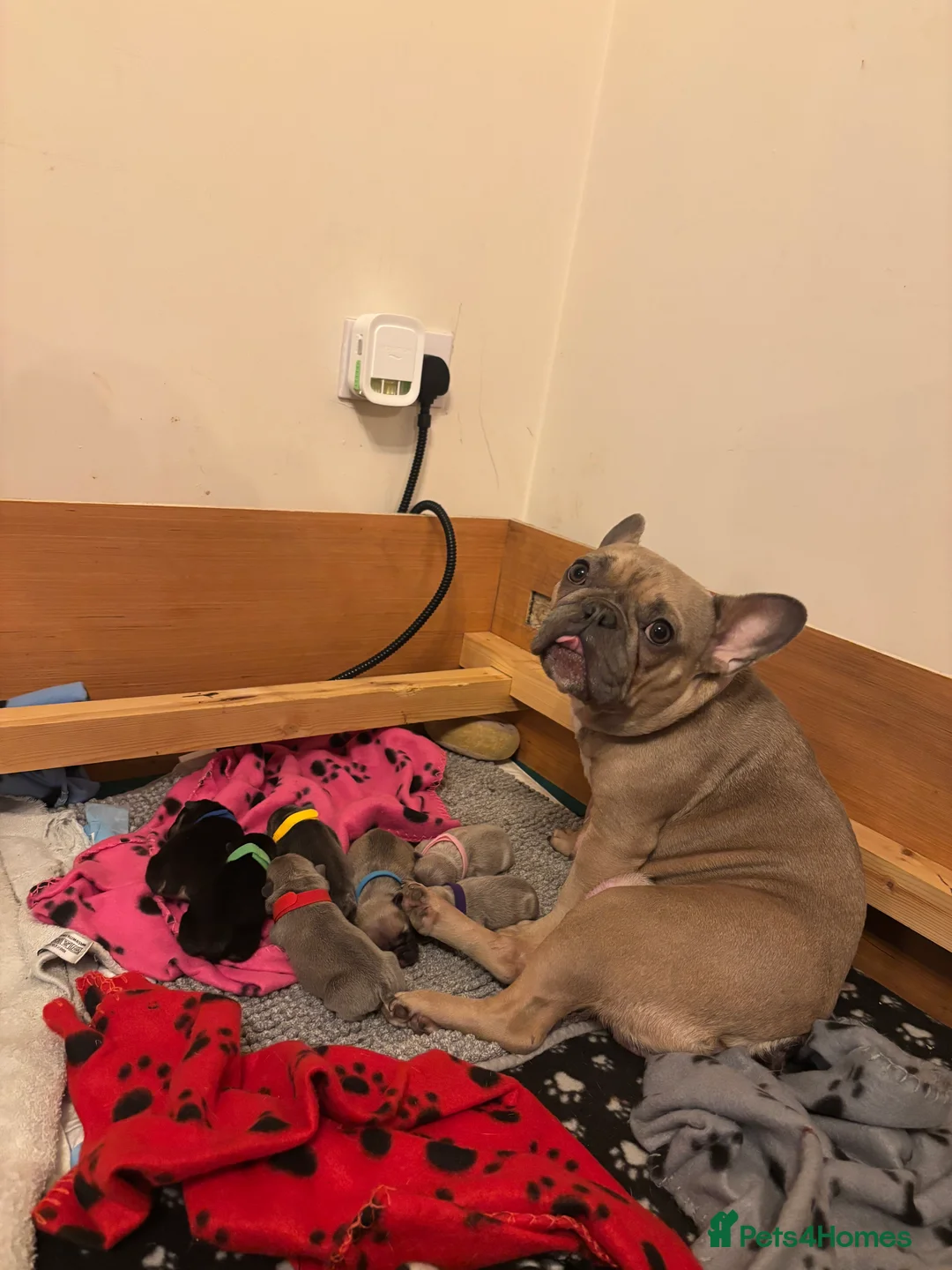 French Bulldog dogs for sale: 🐾 Adorable French Bulldog Puppies 🐾 - Advert 20