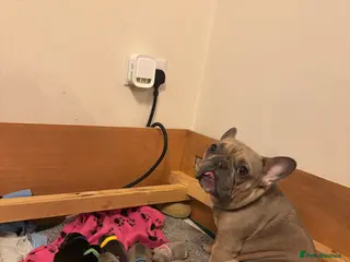 French Bulldog dogs 🐾 Adorable French Bulldog Puppies 🐾 - Advert 2