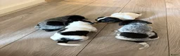 Jackshund dogs for sale: 4 Beautiful Male Jackhaunds   - Advert 5