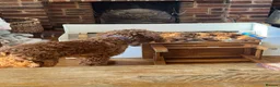 Cockapoo dogs for sale: Home raised, stunning fox red cockapoo’s  - Advert 7