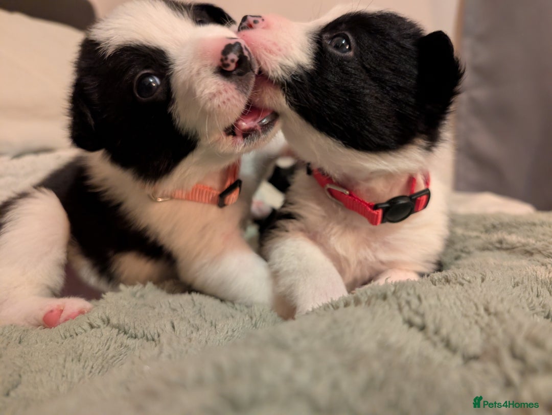 Border Collie dogs for sale: 2 border collie bitches (working dogs).  - Advert 7