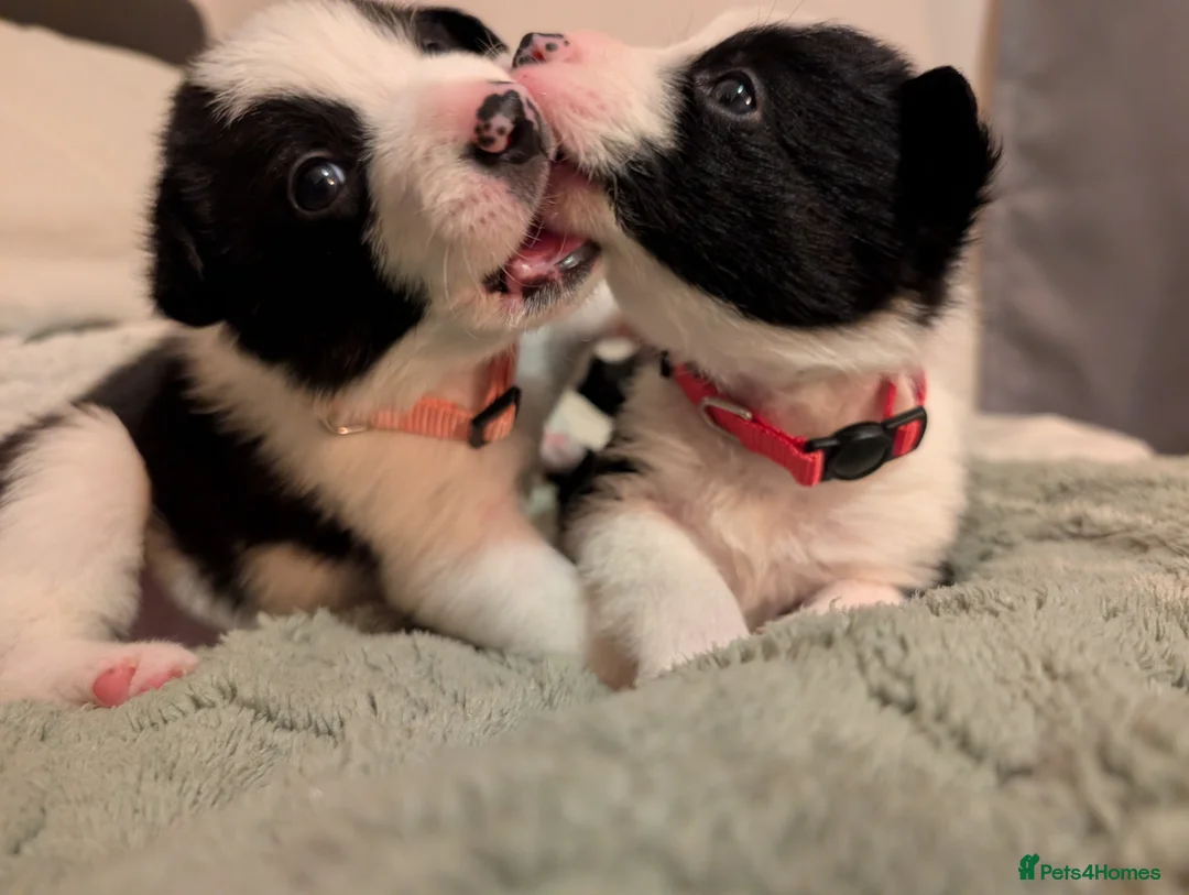 Border Collie dogs for sale: 2x border collie bitches. READY NOW - Advert 7