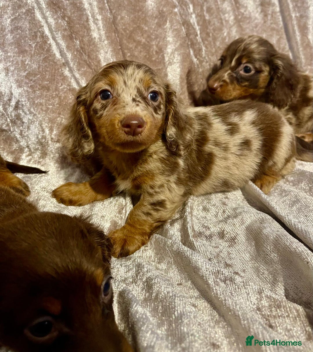 Miniature Dachshund dogs for sale: Long haired Dachshund puppies  - Image 6