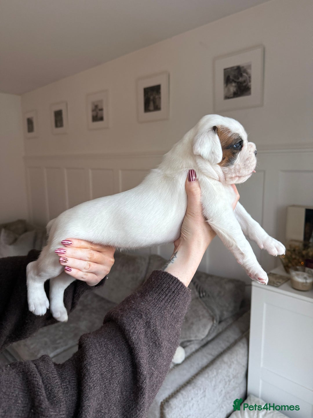 Boxer dogs for sale: 4 CHAMP BLOODLINE CHUNKY BOXER PUPS, bobtail/tail - Advert 27