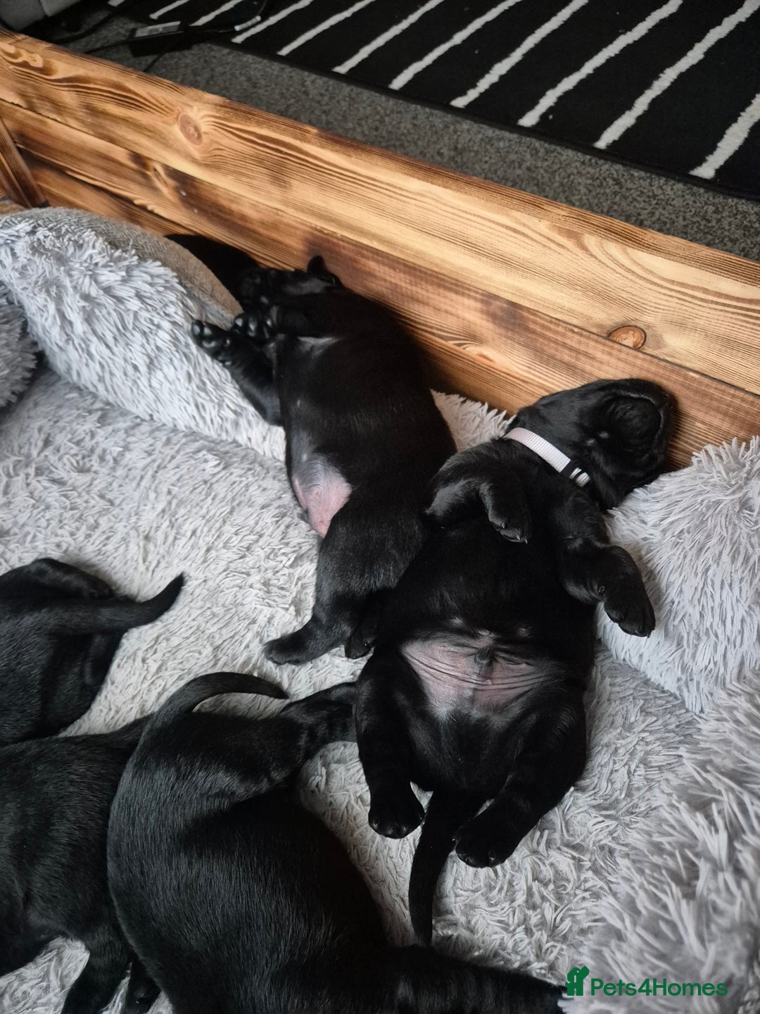 Labrador Retriever dogs for sale: Beautiful Puppies Looking for Loving Homes - Advert 9