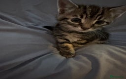 British Shorthair cats for sale: 8 Beautiful short haired kittens - Image 2