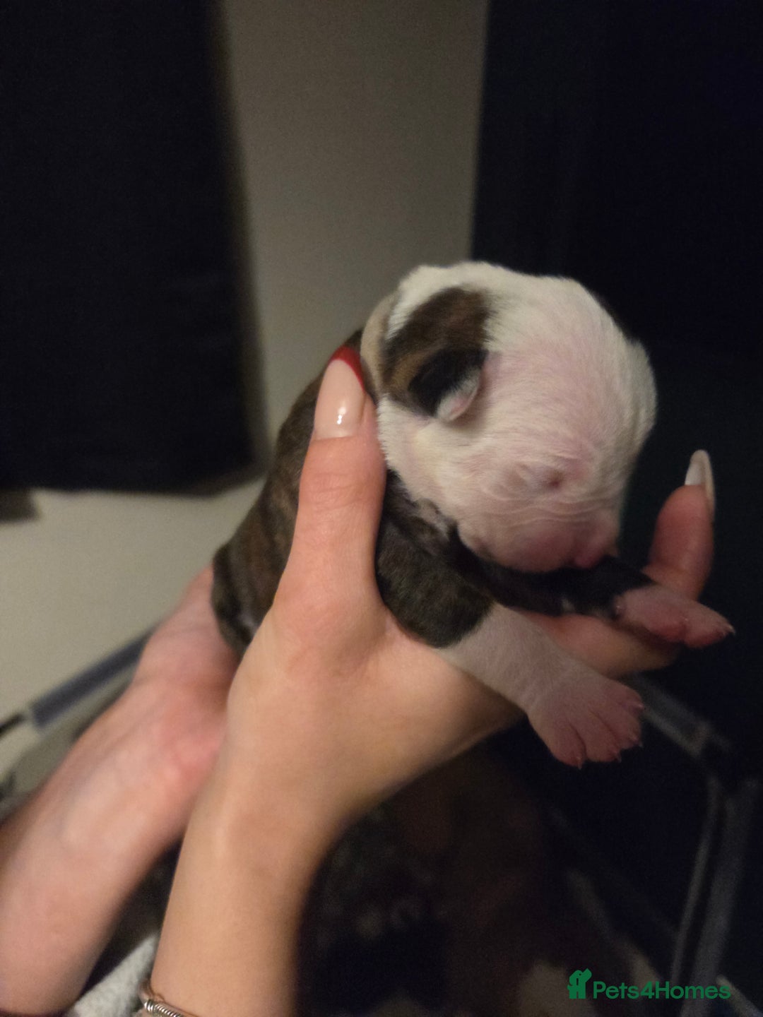 American Bulldog dogs for sale: American bulldog puppies  - Image 15