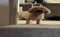 Poochon dogs for sale: Young Retired Poochon Seeking Her Forever Home  - Advert 2
