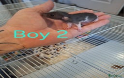 Rat rodents for sale: Baby Dumbo Rats  - Advert 2