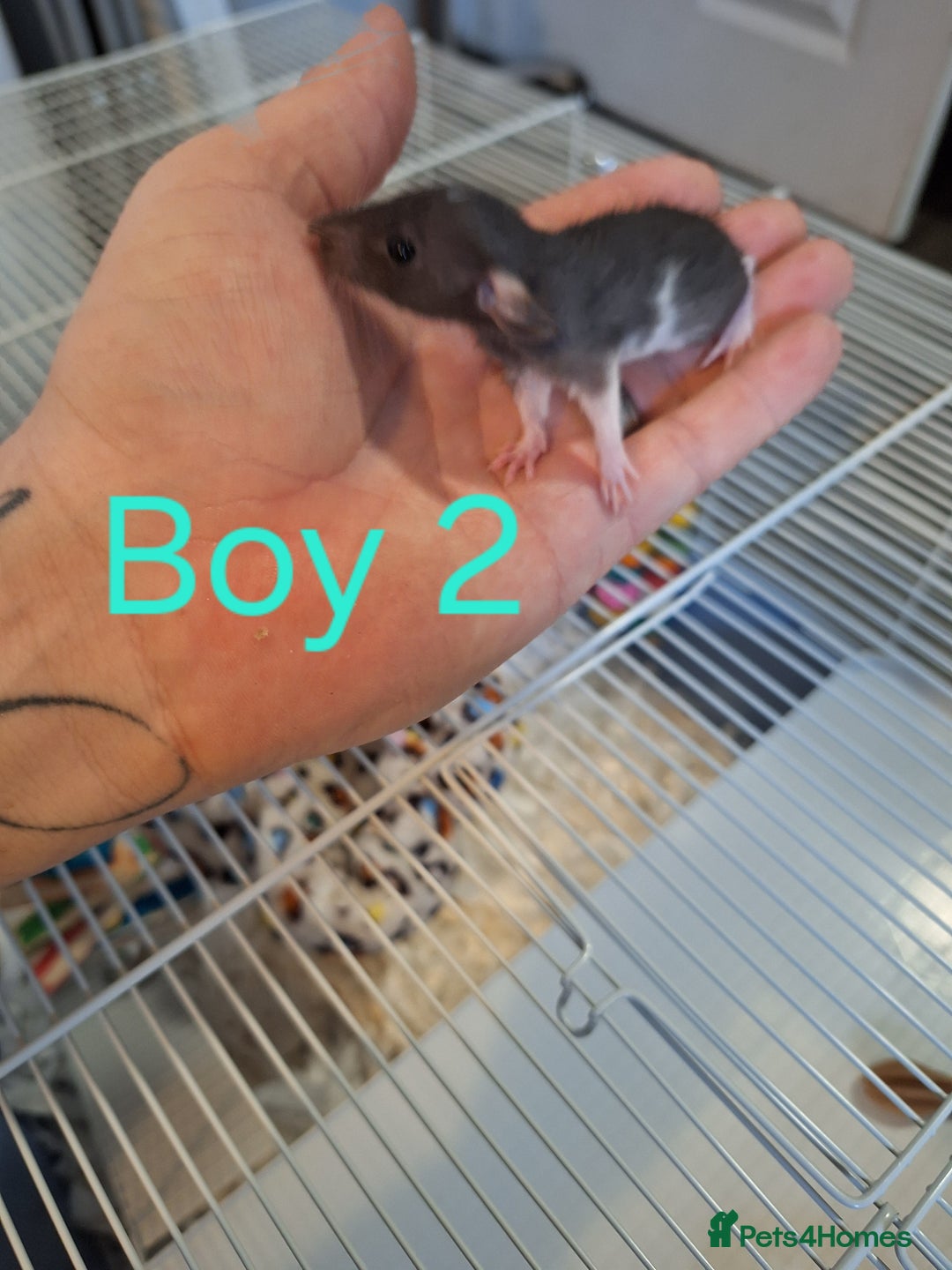Rat rodents for sale: Baby Dumbo Rats  - Advert 2