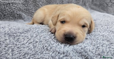 Labrador Retriever dogs - Advert 10