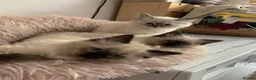 Ragdoll cats for sale: Ragdoll Kittens in Boncath - Advert 12
