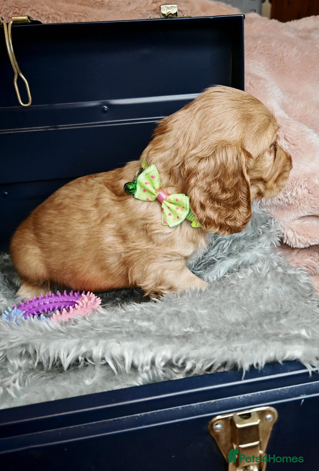 Cocker Spaniel dogs for sale: STUNNING LITTER OF KC SHOW COCKER SPANIEL PUPS!  - Image 14