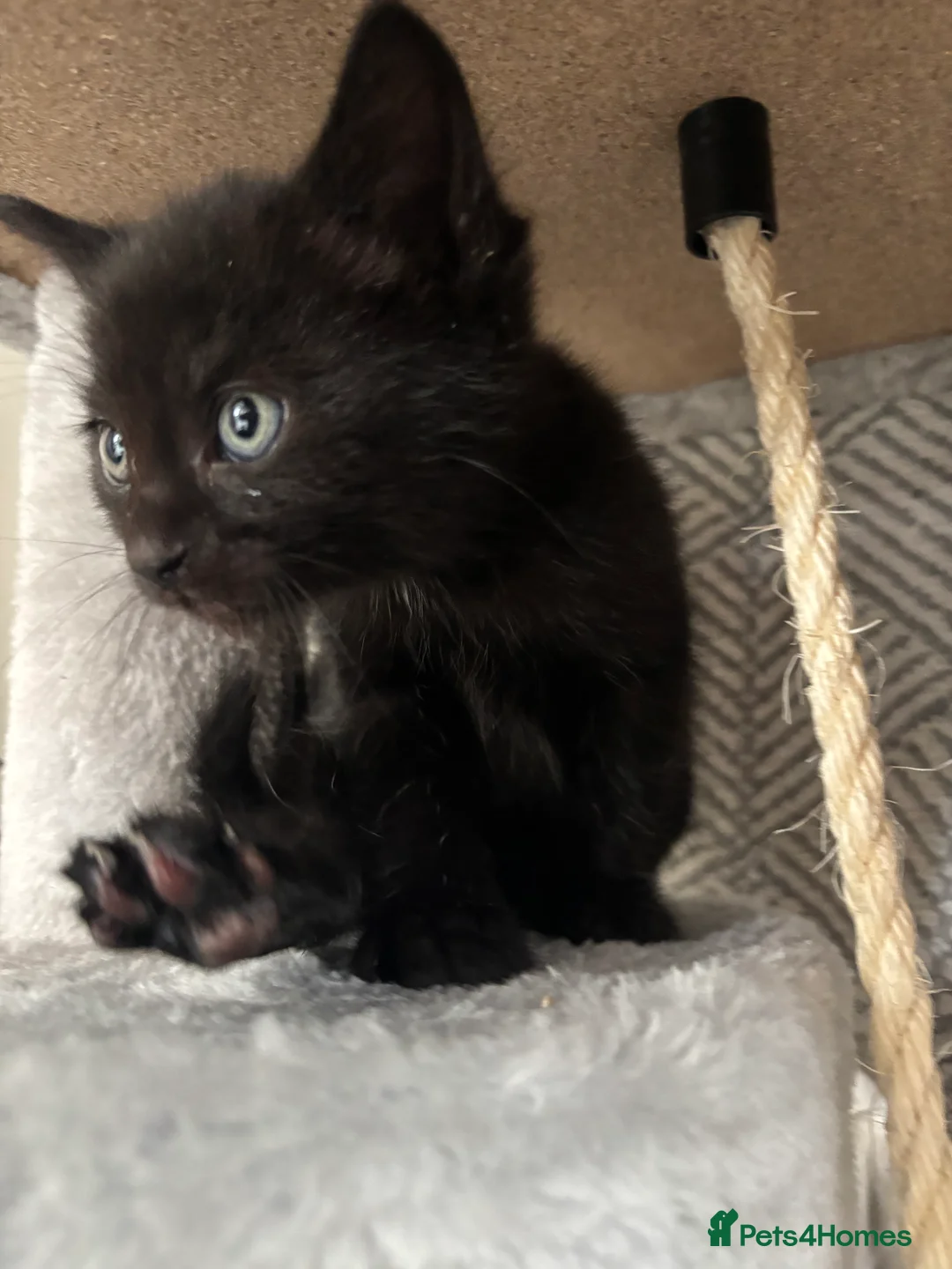 Domestic Shorthair cats for sale: Litter of kittens - Advert 10