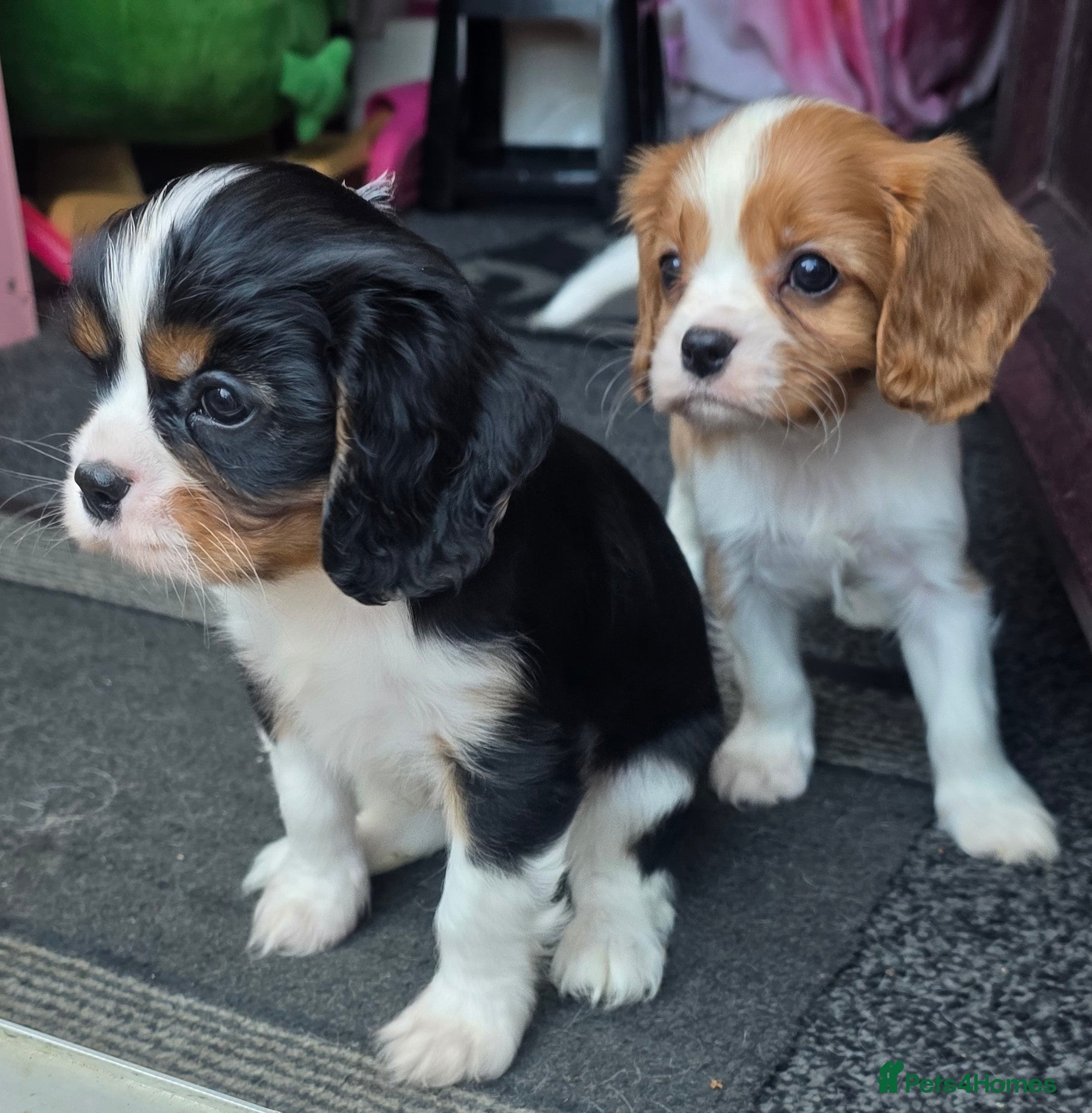 Cavalier King Charles Spaniel dogs Beautiful King Charles Cavalier Puppies - Advert 5