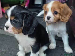 Cavalier King Charles Spaniel dogs Beautiful King Charles Cavalier Puppies - Advert 5
