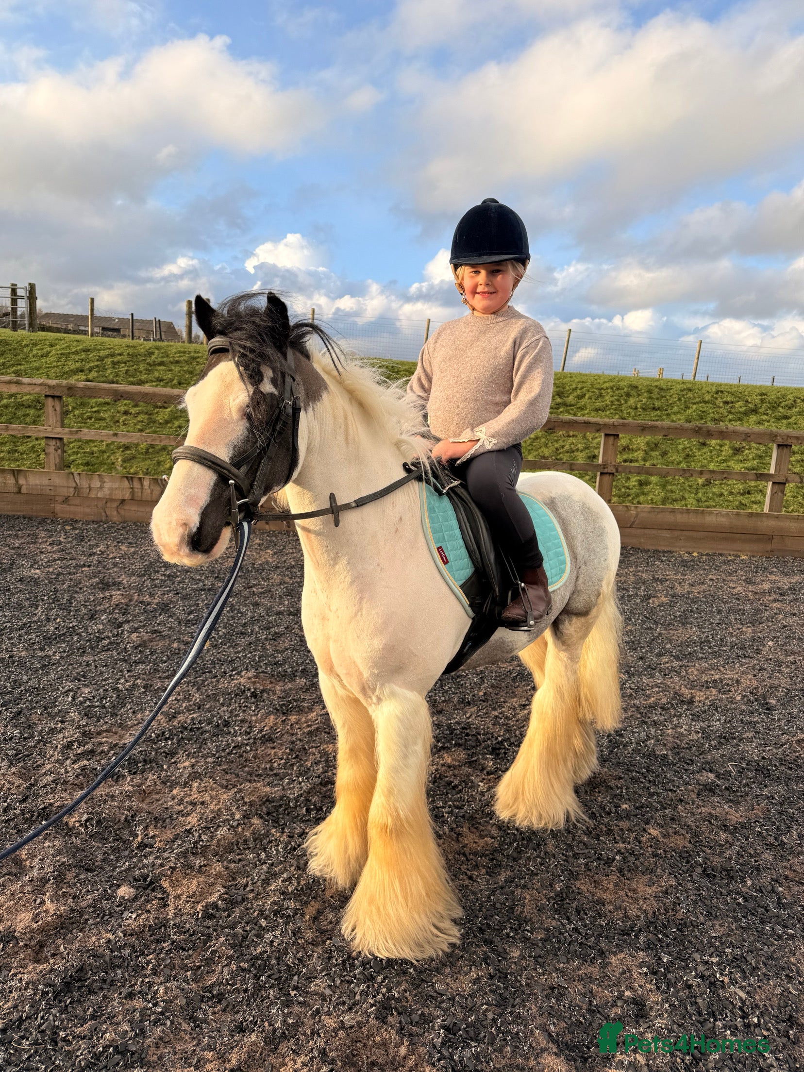 Irish Cob horses 12hh cob gelding  - Advert 1