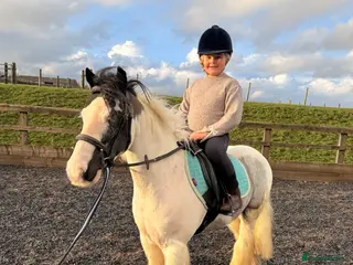 Irish Cob horses 12hh cob gelding - Advert 1