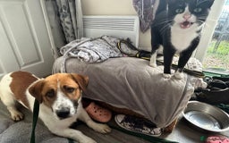 Mixed Breed dogs for adoption: Diego. Badersfield Norfolk  - Image 4
