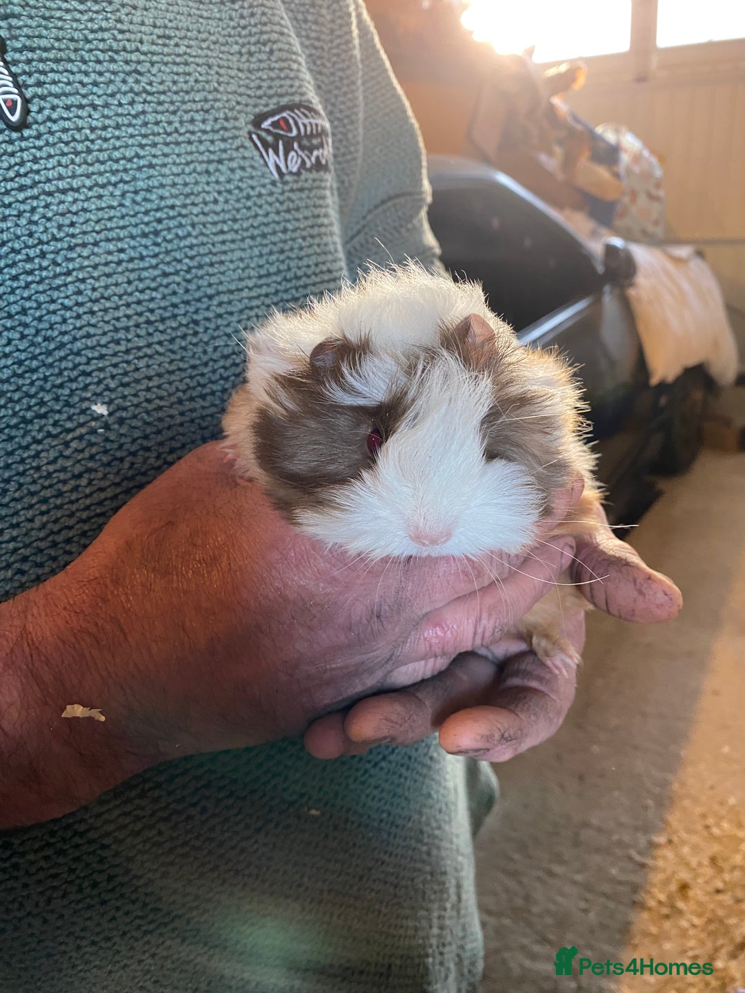Guinea Pig rodents for sale: Peruvian Guinea pigs  - Advert 12