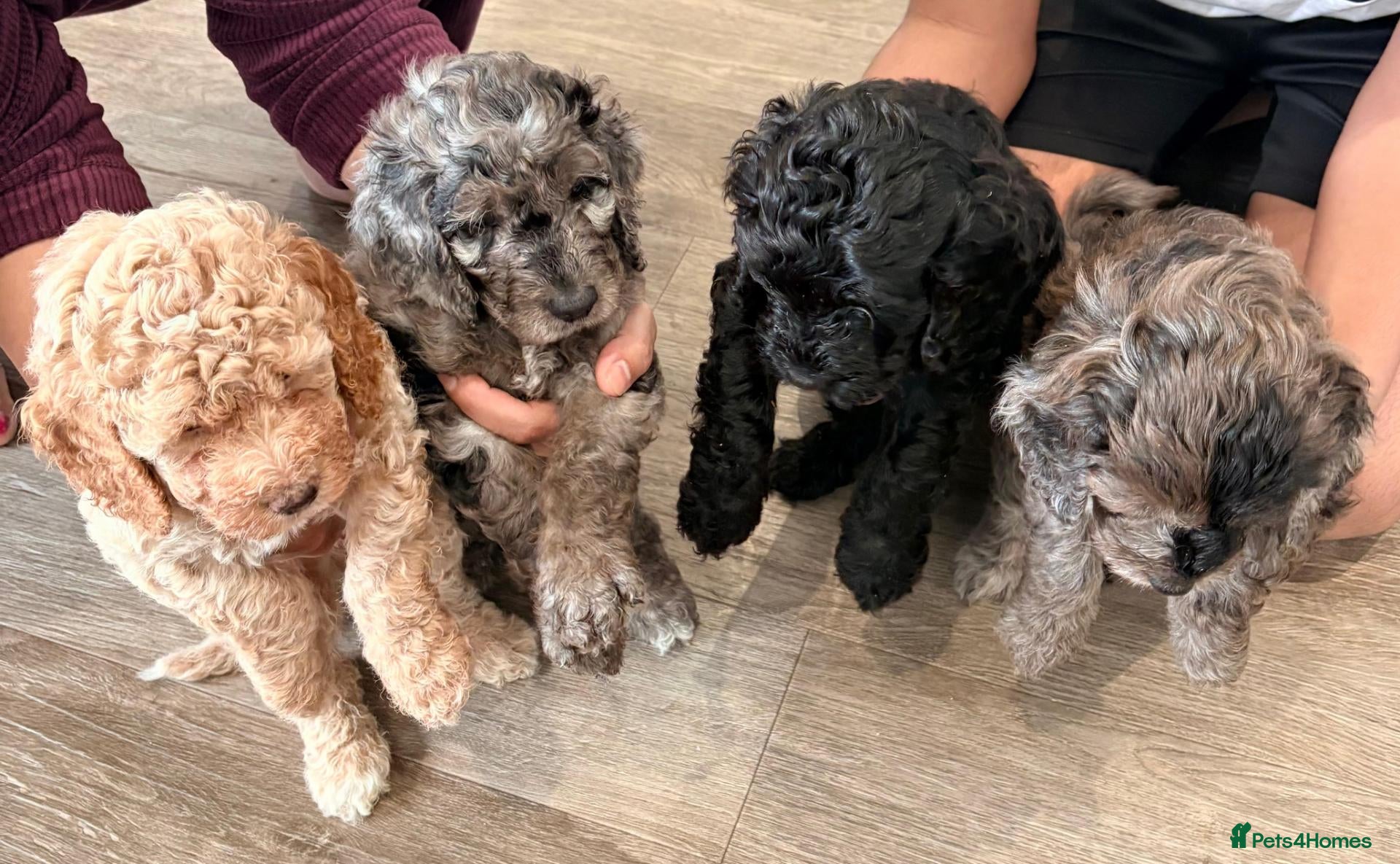 Cockapoo dogs Gorgeous Rainbow Litter of Teddy Bear Puppies! 🐾 - Advert 2