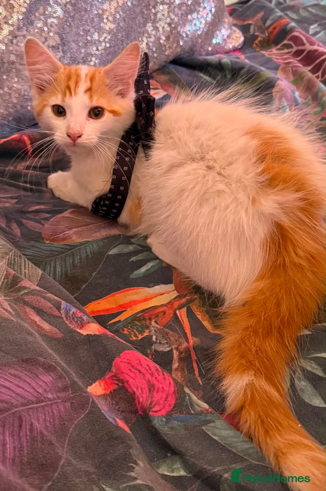 Mixed Breed cats for sale: Kittens  in London - Advert 8