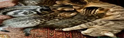 Bengal cats for sale: Stunning Bengal X With Beautiful Markings - Advert 10