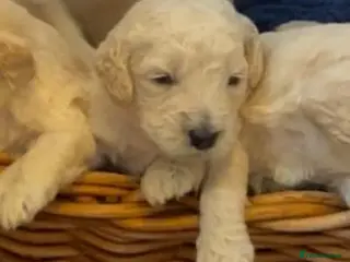 Cockapoo dogs Beautiful f2 cockapoo puppy’s fully health tested - Advert 1