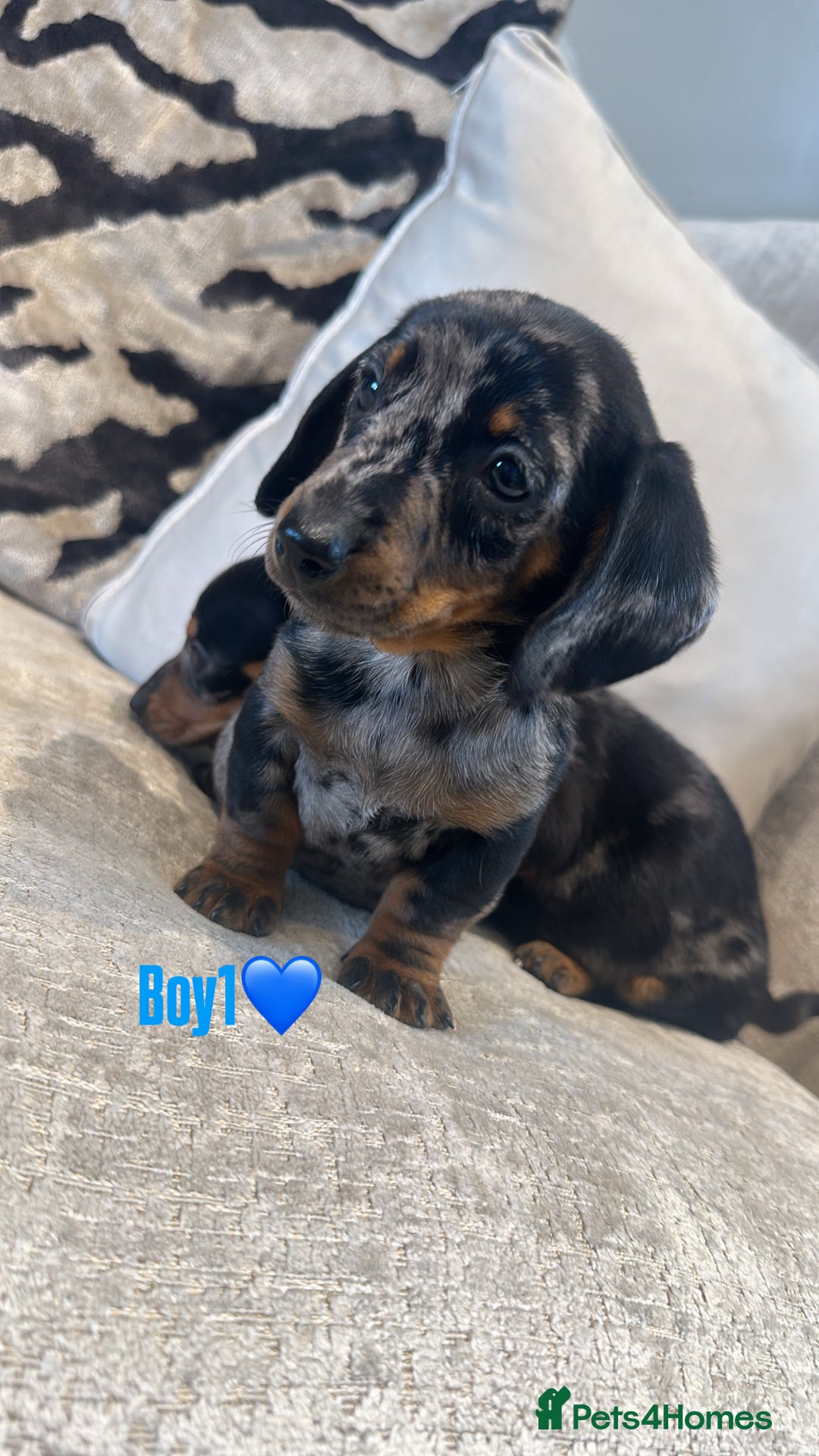 Miniature Dachshund dogs for sale: 🐾Adorable miniature dachshunds 🐾 - Image 8