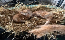Mixed Breed cats for sale: Mixed litter kittens  - Image 7