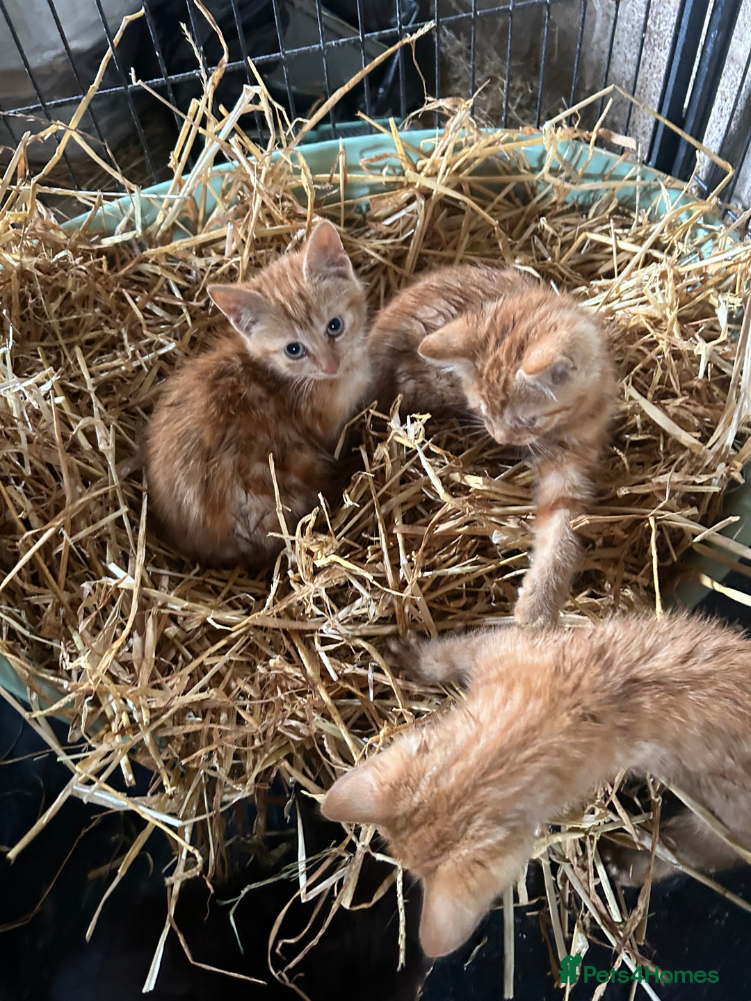 Mixed Breed cats for sale: Mixed litter kittens  - Image 7