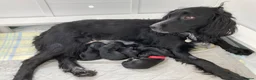 Sprocker dogs for sale: Available now! Sprocker Spaniel puppies - Advert 6