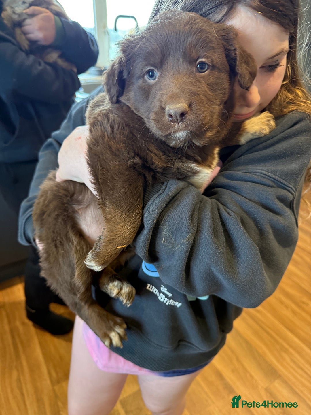 Borador dogs for sale: Female lab x collie puppy  - Advert 3