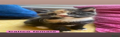 Mixed Breed 2
