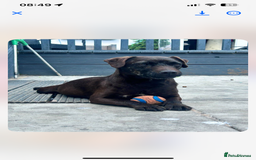 Patterdale Terrier dogs for sale: Patterdale pups  - Image 13