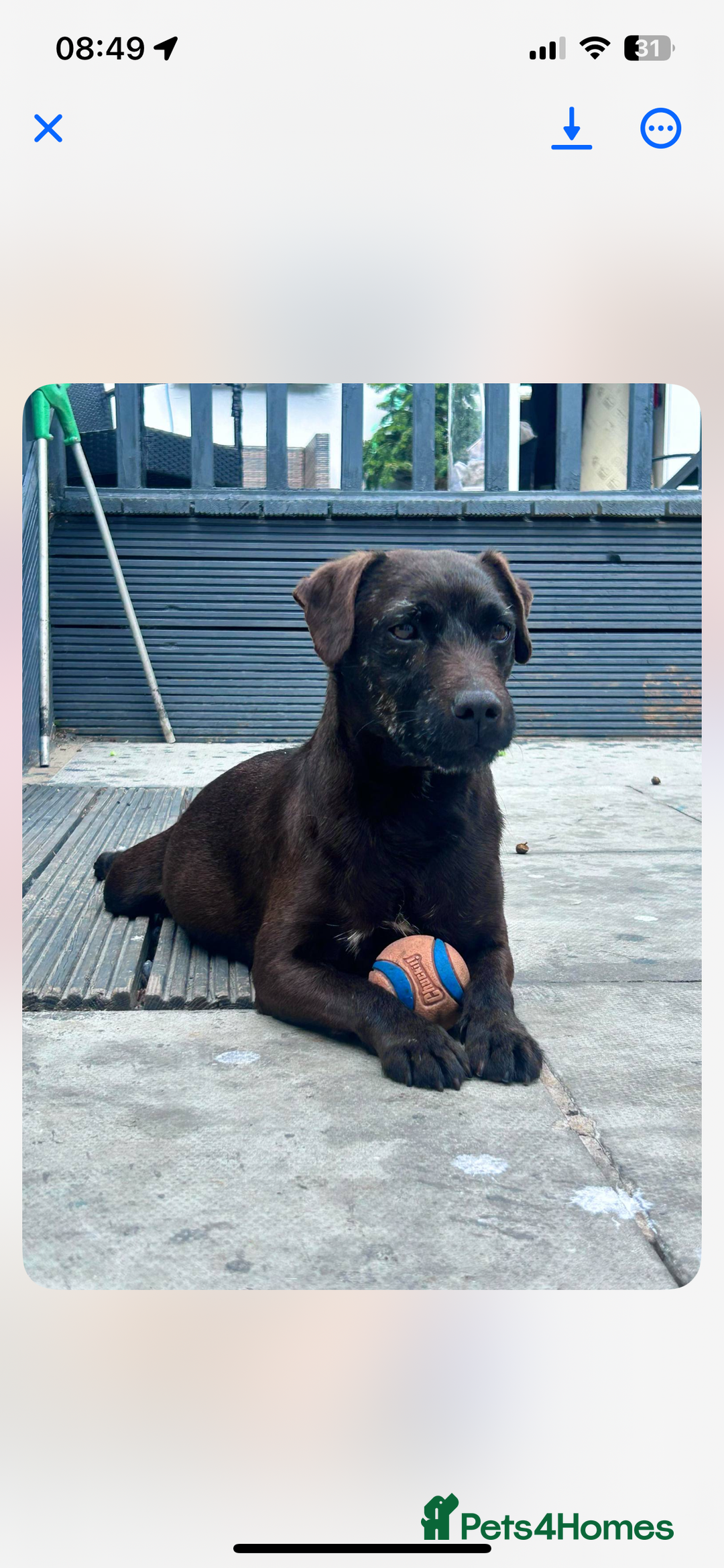 Patterdale Terrier dogs for sale: Patterdale pups  - Image 13
