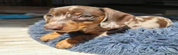 Miniature Dachshund dogs for sale: Mini Dachshund Puppies for sale  in Glasgow - Advert 8