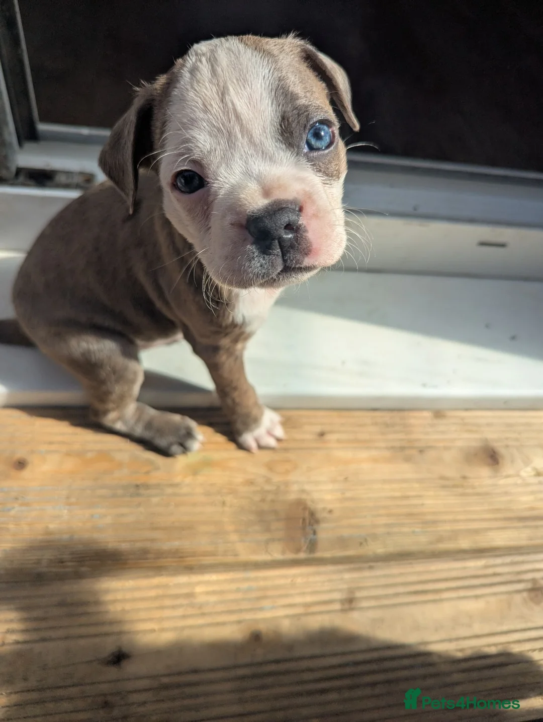 Boston Terrier dogs for sale: Boston X Puppies for sale  - Advert 2