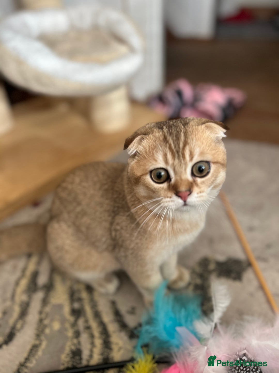 Scottish Fold cats for sale: Gold Chinchilla Scottish fold baby’s  - Image 30