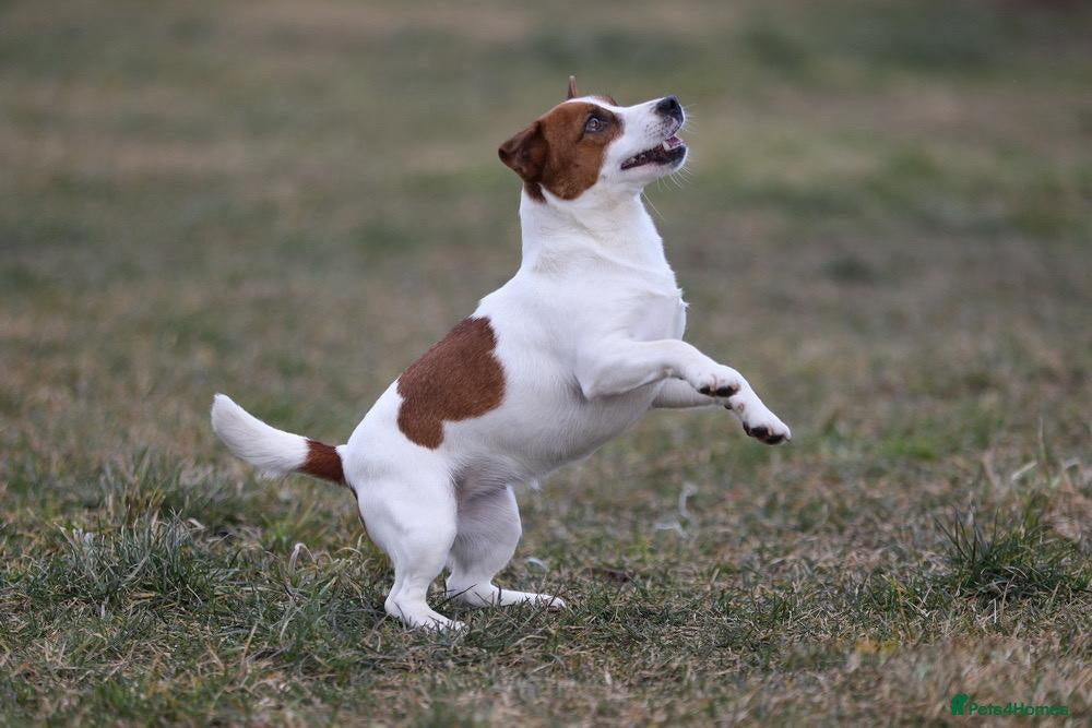 Jack Russell dogs 🐾 KARINA – Female Jack Russell Terrier 🐾 - Advert 1