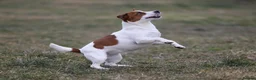 Jack Russell dogs for adoption: 🐾 KARINA – Female Jack Russell Terrier 🐾 - Advert 1
