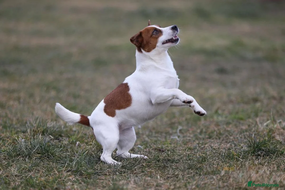 Jack Russell dogs for adoption: 🐾 KARINA – Female Jack Russell Terrier 🐾 - Advert 1