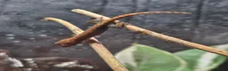 Gecko reptiles for sale: Mourning gecko (Juveniles) - Advert 3