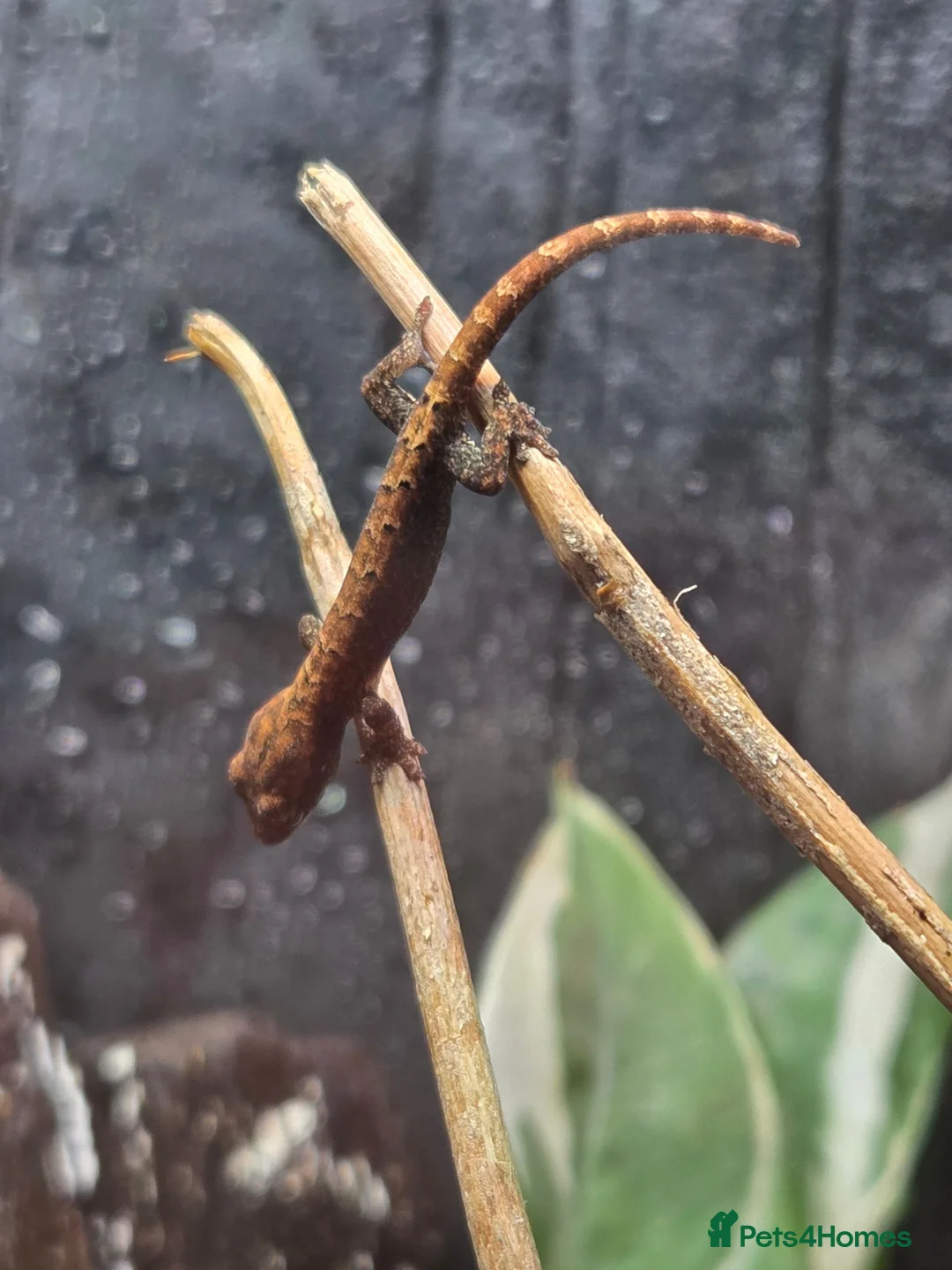 Gecko reptiles for sale: Mourning gecko (Juveniles) - Advert 3