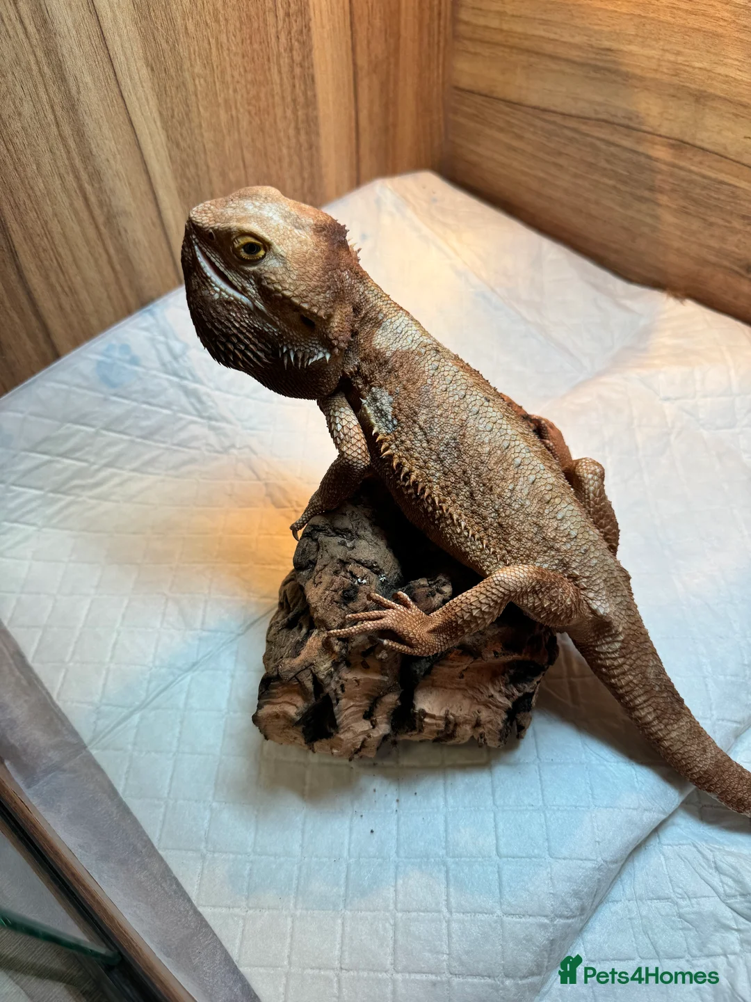Bearded Dragon reptiles for sale: https://gofund.me/a7b816115 - Advert 19