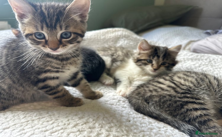 Mixed Breed cats - Advert 3
